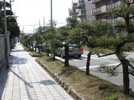 離宮道の街路樹