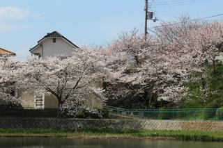 塩屋台公園の桜