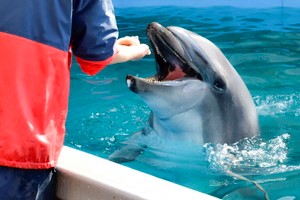 thum_marinemammals_040