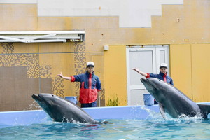 thum_marinemammals_045