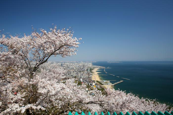 山上遊園桜