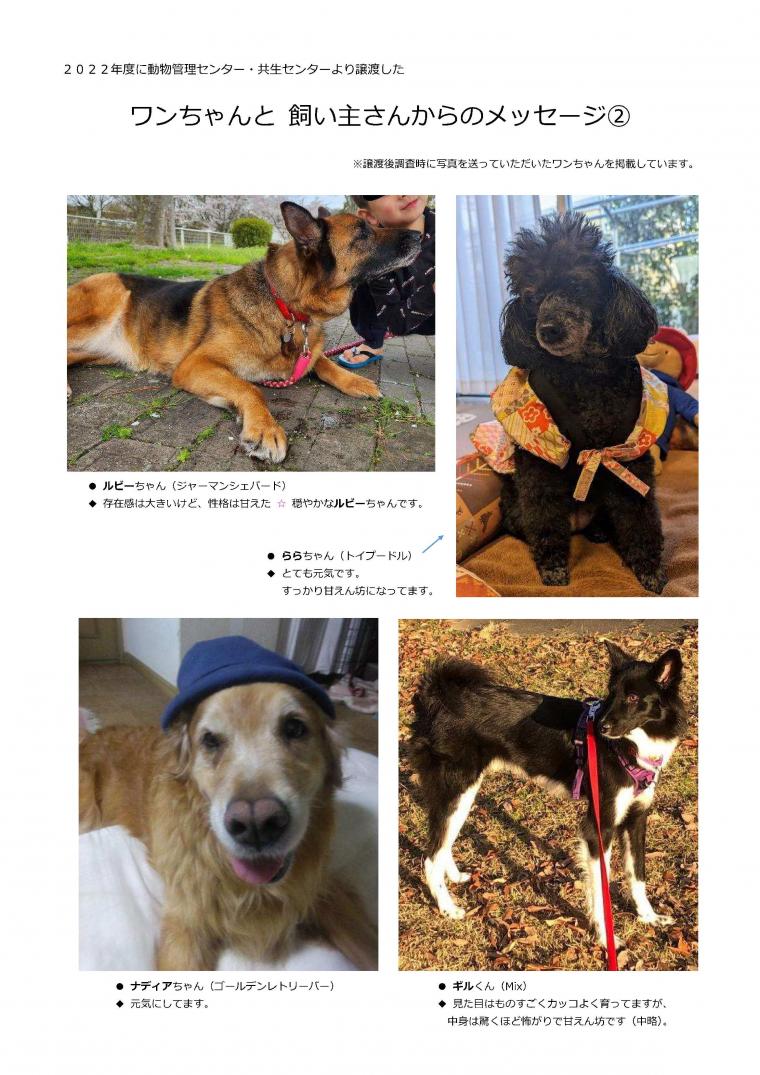 A3_Dogs_R04-2