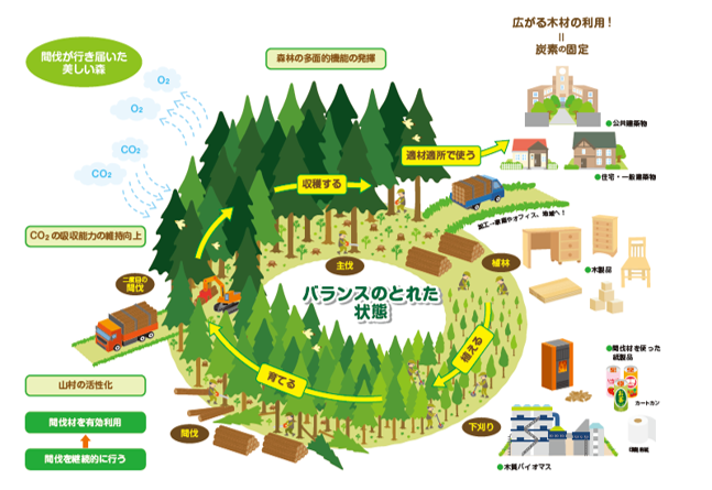 森林資源の循環利用（イメージ）