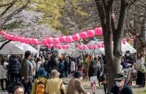 sakuramatsuri