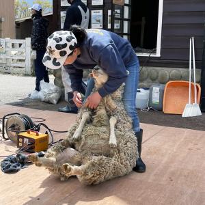 shearing