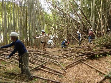 竹林整備の画像