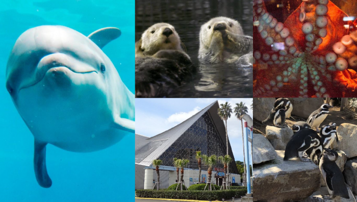 特設ページ「須磨海浜水族園デジタルアーカイブ」